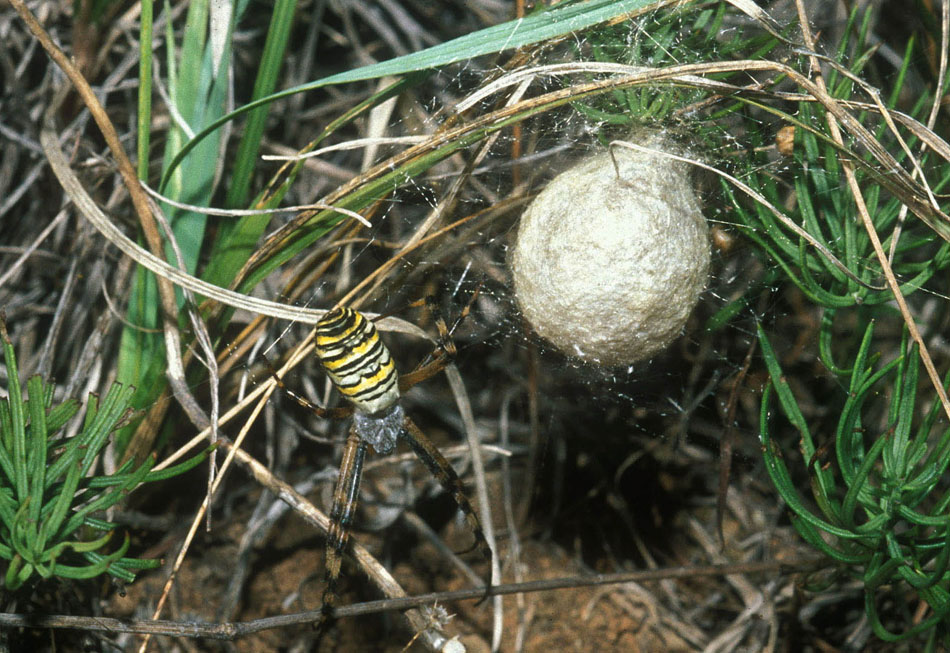 Argiope e Cheiracanthium